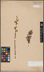 Foto von Salix aurita L.